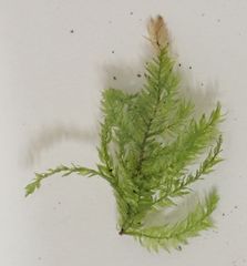 Hypnodendron arcuatum