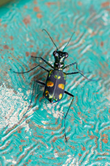 Cylindera