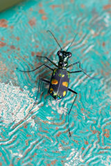 Cylindera