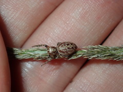 Opisthoncus serratofasciatus