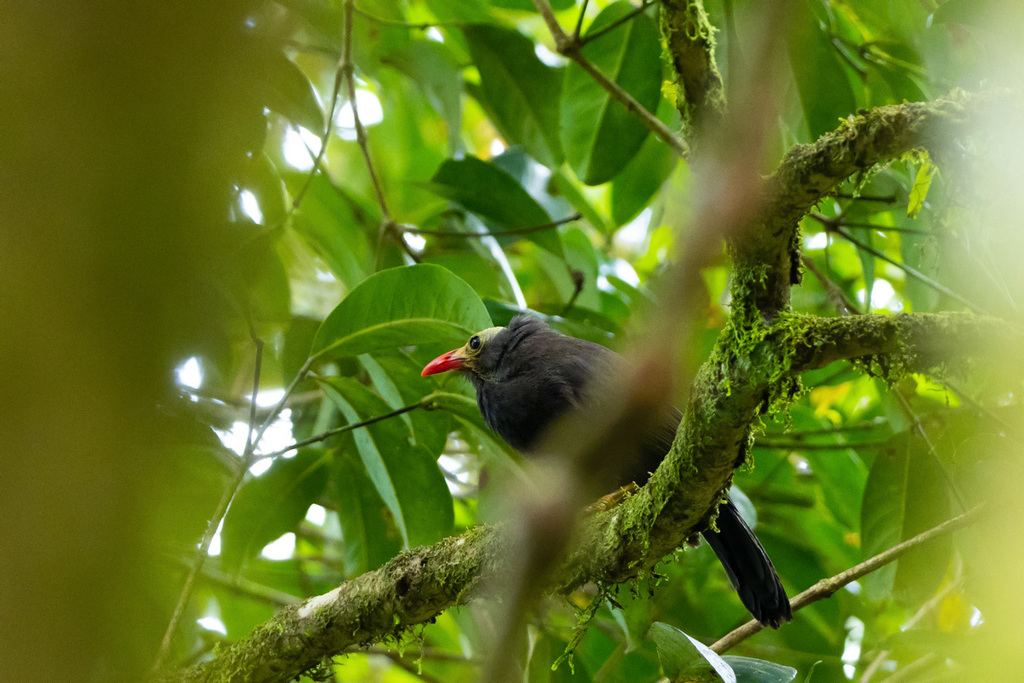 Bare-Headed Laughingthrush
