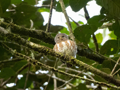 Taenioptynx sylvaticus