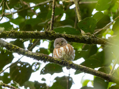 Taenioptynx sylvaticus