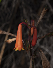 Blandfordia punicea