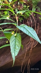 Cyclocodon lancifolius