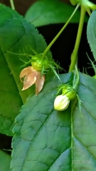 Cyclocodon lancifolius