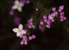 Boronia pilosa