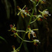 Epidendrum cylindrostachys - Photo (c) 114657621531739755000, algunos derechos reservados (CC BY-NC-SA), uploaded by Edward Hurme