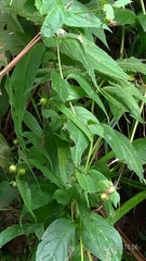 Cyclocodon lancifolius
