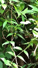 Cyclocodon lancifolius