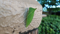 Graphium sarpedon nipponum