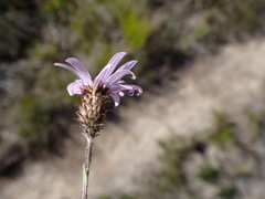 Athrixia heterophylla heterophylla