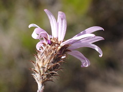 Athrixia heterophylla heterophylla