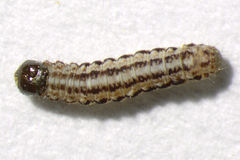 Sunira circellaris