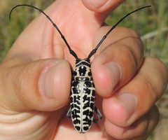 Plectrodera scalator