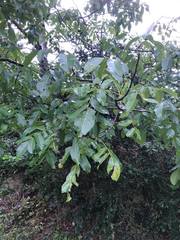 Ophiognomonia leptostyla