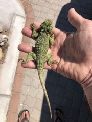 Agama hispida