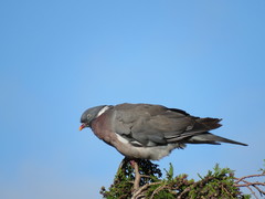 Columba palumbus