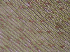 Hypnodendron arcuatum