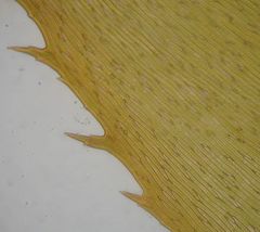 Hypnodendron arcuatum