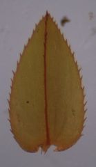 Hypnodendron arcuatum