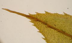 Hypnodendron arcuatum