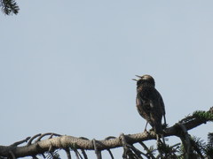 Sturnus vulgaris