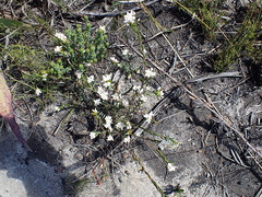Lachnaea burchellii