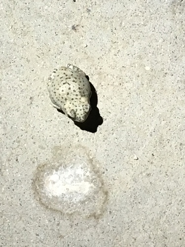 iNaturalist observation photo of Red-spotted Toad