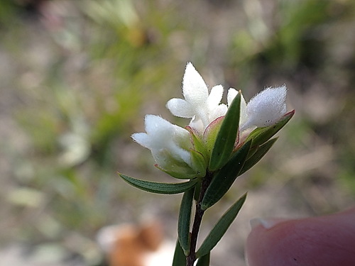 Lachnaea burchellii (Lachnaea burchellii)