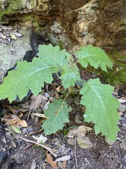 Solanum semiarmatum
