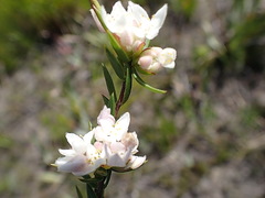 Lachnaea burchellii