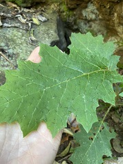 Solanum semiarmatum