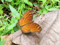 Junonia hedonia