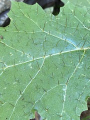 Solanum semiarmatum