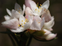 Lachnaea burchellii