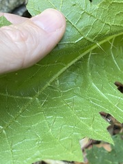 Solanum semiarmatum