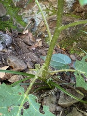 Solanum semiarmatum