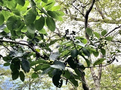 Ehretia dicksonii