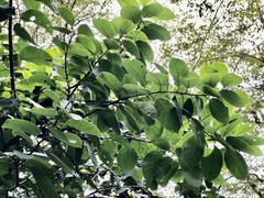 Ehretia dicksonii