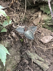 Anoectochilus formosanus