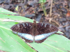 Tanaecia iapis