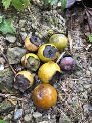 Diospyros japonica