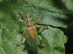 Polydrusus formosus