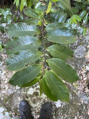 Eupomatia laurina