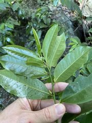 Eupomatia laurina