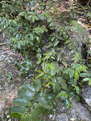 Eupomatia laurina