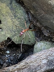 Leptomyrmex tibialis
