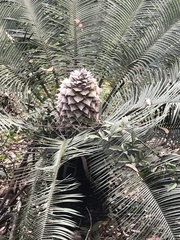 Lepidozamia peroffskyana