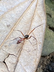 Leptomyrmex tibialis